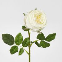 Dianna Real Touch Rose Steam Light Champagne
60cm
