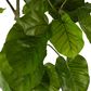 Real Touch Ficus Umbellata 2M