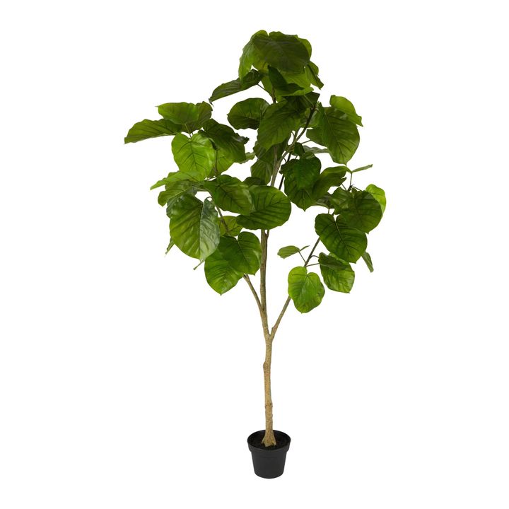 Real Touch Ficus Umbellata 2M