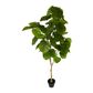 Real Touch Ficus Umbellata 2M