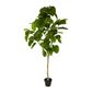 Real Touch Ficus Umbellata 2M