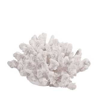 White Sea Coral