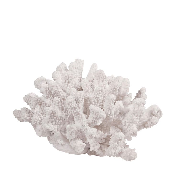 White Sea Coral