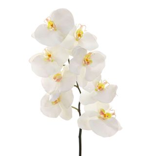 Orchid Phalaenopsis Spray 1m White
