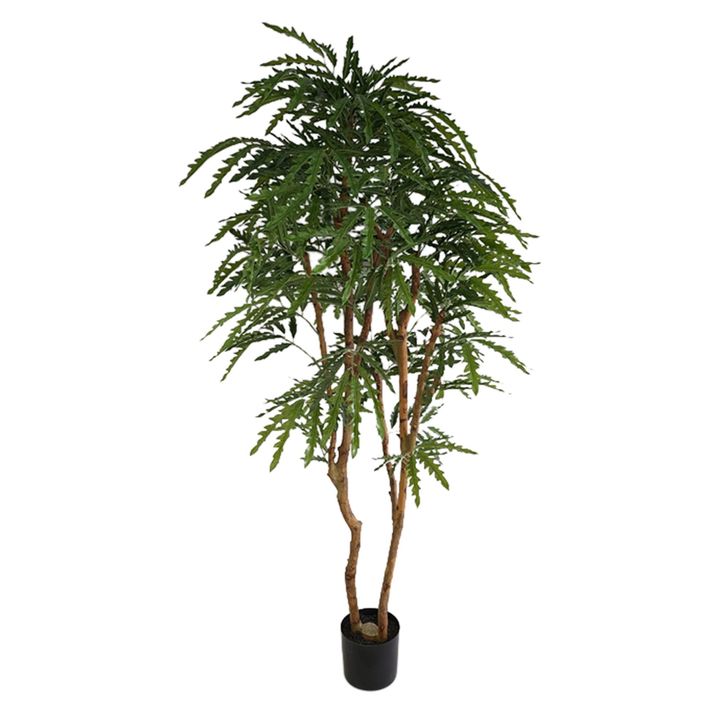 Aralia Tree In Black Pot 170cm