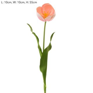 Tulip Dutch Open 55cm Pink-OUTLET