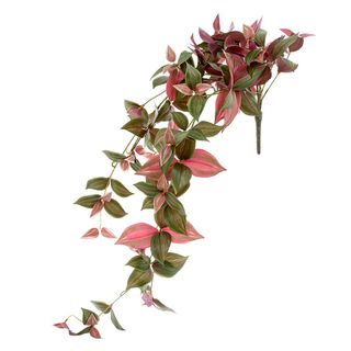 Wandering Jew Hanging Bush 94cm Mauve & Green