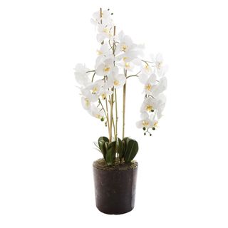 Orchid in Paper Pot Large 1.2m White