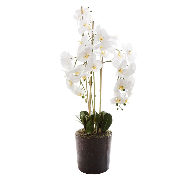 Orchid in Paper Pot Large 1.2m White