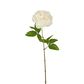 Dried Look Peony Stem 61cm Cream