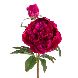 Peony Open Short Stem 55cm Dark Pink