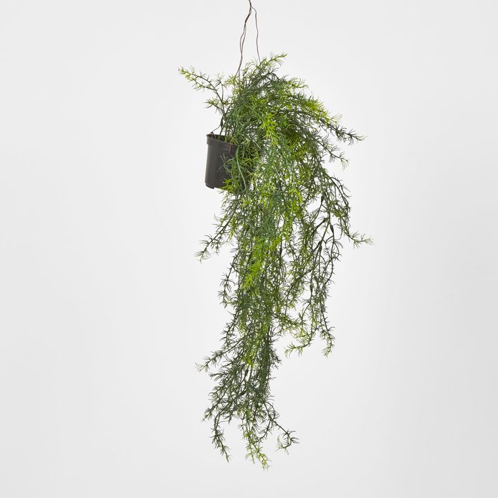 Sprengeri in Hanging Pot Asparagus Fern