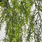 Sprengeri in Hanging Pot Asparagus Fern