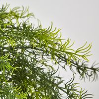 Sprengeri in Hanging Pot Asparagus Fern