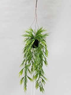 Green Bamboo in Hanging Pot