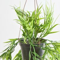 Green Bamboo in Hanging Pot