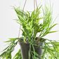 Green Bamboo in Hanging Pot