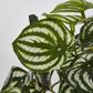 Real Touch Hanging Watermelon Peperomia in Black Pot