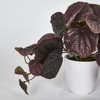 28cm Burgundy Real Touch Hanging Peperomia Leaf Bush in White Pot