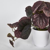 28cm Burgundy Real Touch Hanging Peperomia Leaf Bush in White Pot