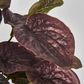 28cm Burgundy Real Touch Hanging Peperomia Leaf Bush in White Pot