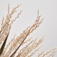 Light Brown Grass Bush