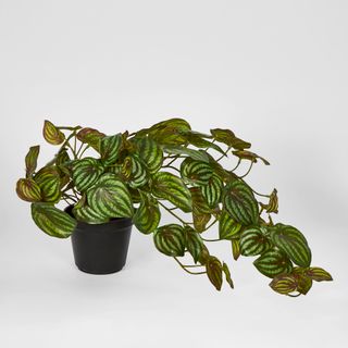 Real Touch Hanging Watermelon Peperomia in Black Pot