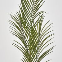 Green Arca Palm x 3