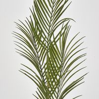 Green Arca Palm leaf spray x 3
