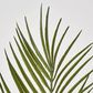 Green Arca Palm x 3