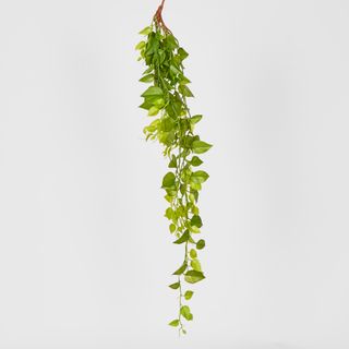 101cm Hanging Green Philo