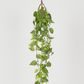 101cm Hanging Green Philo