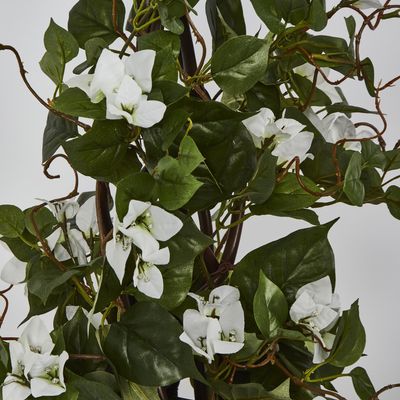 61cm Climbing White Bougainvillea in Pot