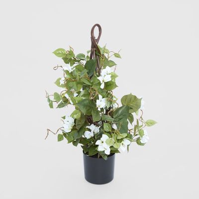 61cm Climbing White Bougainvillea in Pot