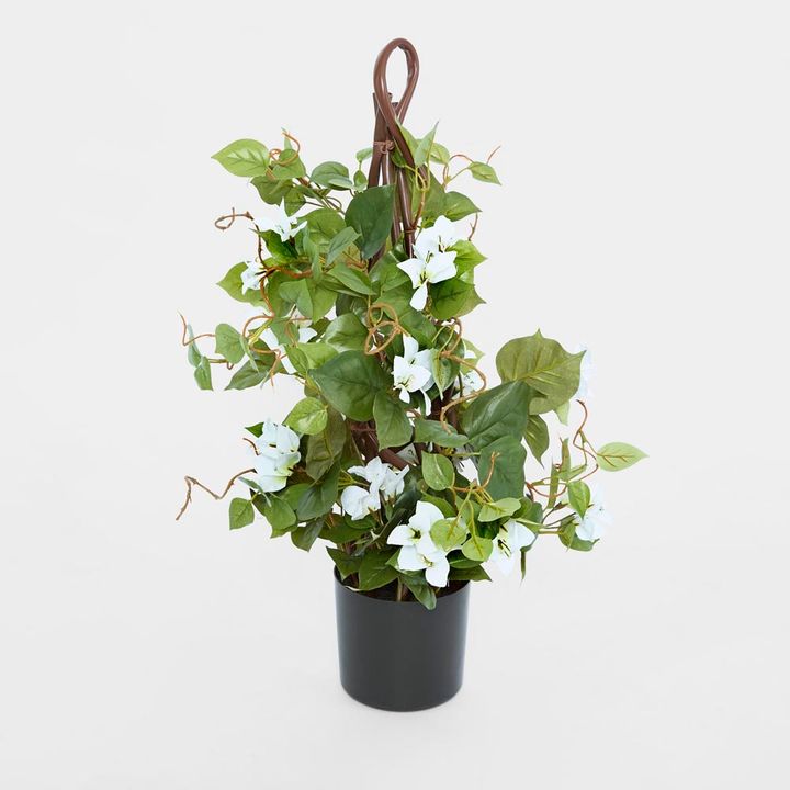 Climbing White Bougainvillea in Pot 65cm