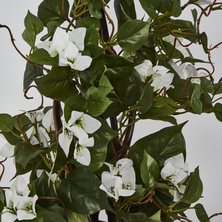 61cm Climbing White Bougainvillea in Pot