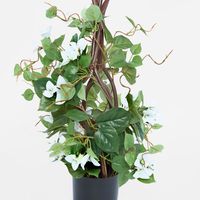 Climbing White Bougainvillea in Pot 65cm