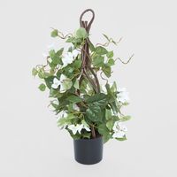61cm Climbing White Bougainvillea in Pot
