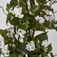 61cm Climbing White Bougainvillea in Pot