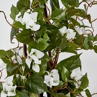 Climbing White Bougainvillea in Pot 65cm