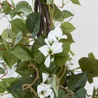 61cm Climbing White Bougainvillea in Pot
