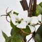 61cm Climbing White Bougainvillea in Pot