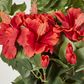 Red Hibiscus Hanging Bush with 10 flowers