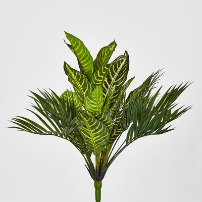 Zebra Palm Leaf Bush