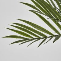 Zebra Palm Leaf Bush