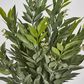 Green Ruscus Bush x9