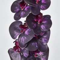 Dark Deep Purple Phalaenopsis Orchid