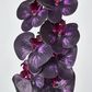 Dark Deep Purple Phalaenopsis Orchid