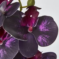 Dark Deep Purple Phalaenopsis Orchid