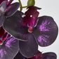 Dark Deep Purple Phalaenopsis Orchid